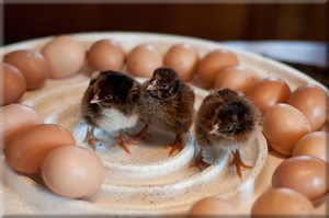 Barnevelder Chicks and Eggs