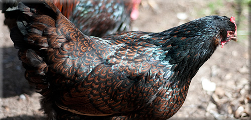 Barnevelder hen's colors