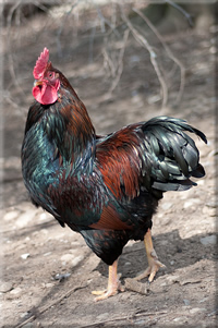 Barnevelder Rooster