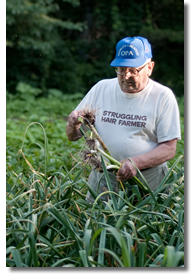 Picking Garlic