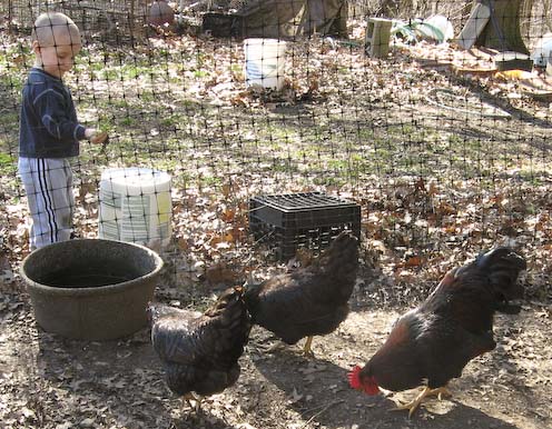 Grandson Feeding the Barnevelders