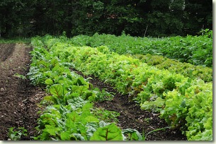 Vegetable Garden