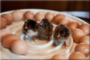Barnevelder Chicks and Eggs
